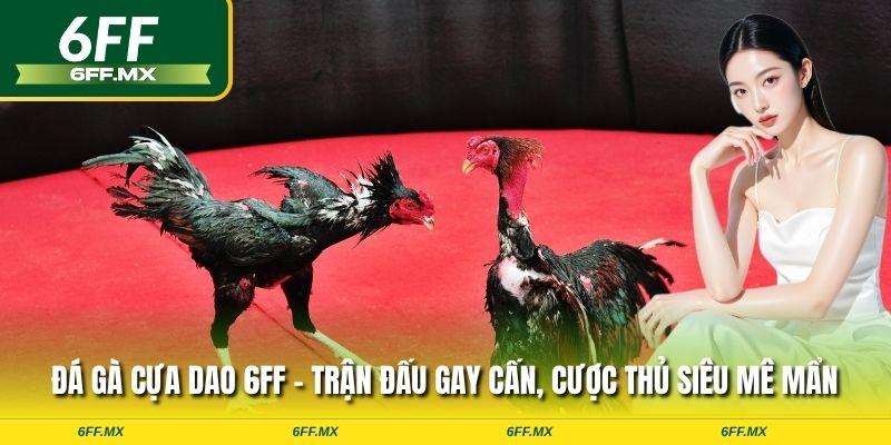 Đá gà cựa dao 6FF - Trận đấu gay cấn, cược thủ siêu mê mẩn