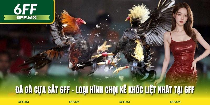 Đá gà cựa sắt 6FF - Loại hình chọi kê khốc liệt nhất tại 6FF