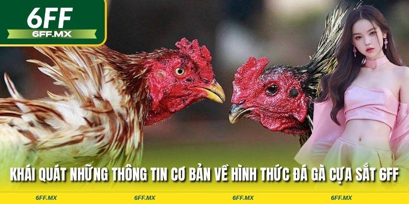 Khái quát những thông tin cơ bản về hình thức đá gà cựa sắt 6FF